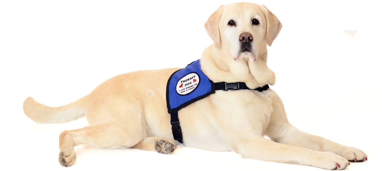 therapy dog, 1800wheelchair.com, mobility scooters, disability